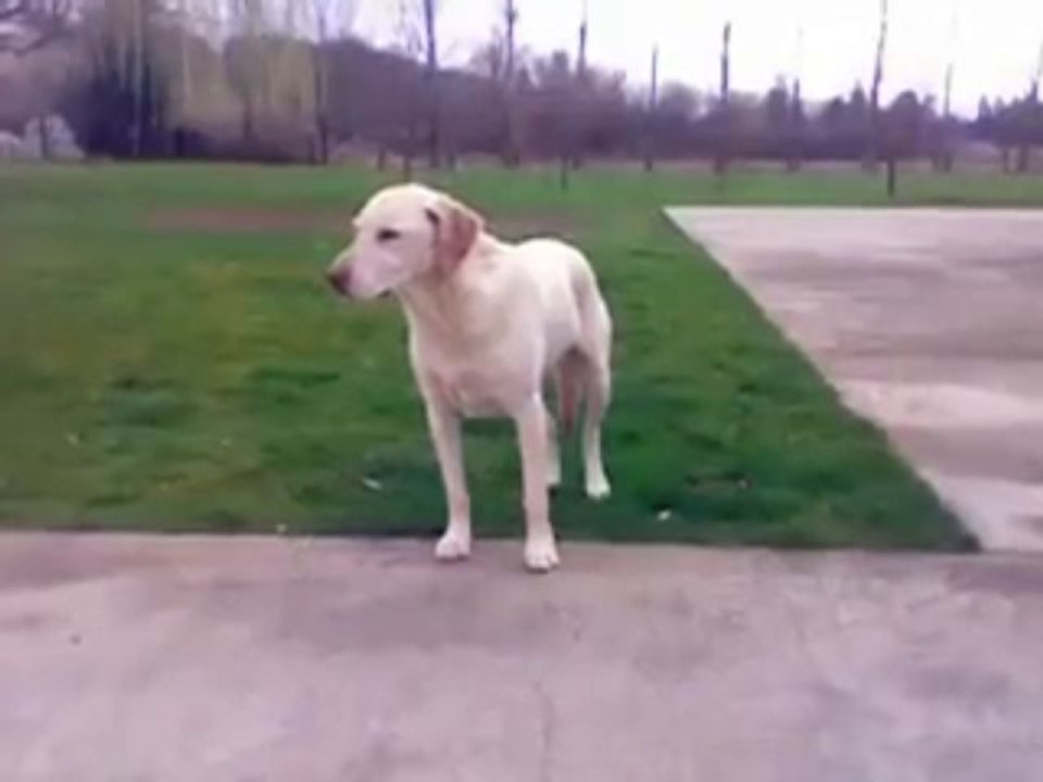 Compil d'Animaux drogués qui reviennent du vétérinaire! Trop marrant