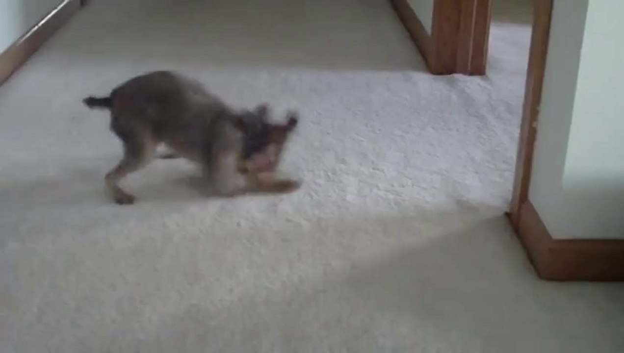 Un chien qui sort du bain et qui parle! Il a pas aimé ça!