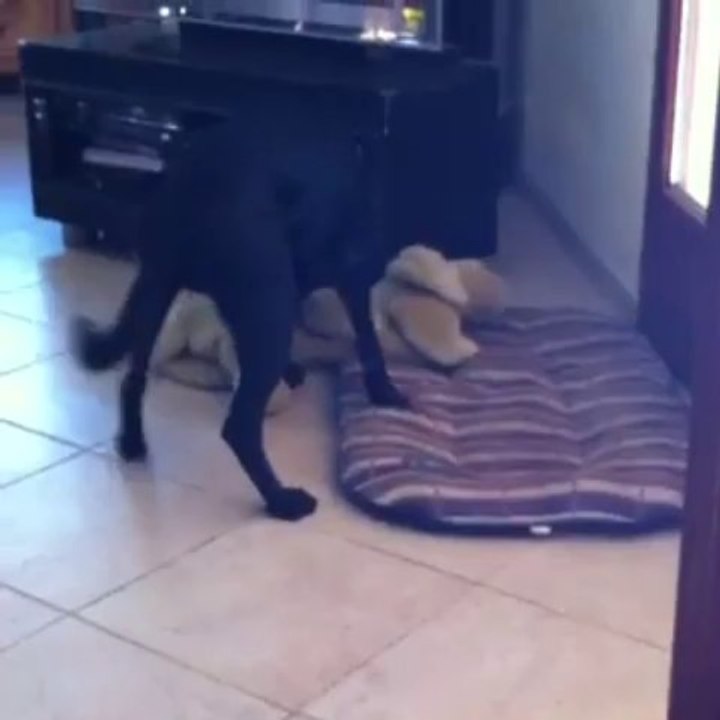 Leo au reveil le 2 aout 13