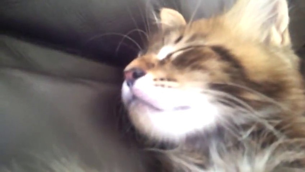 Un chien embrasse un chaton trop mignon!