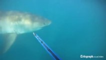 Un plongeur nez-à-nez avec un grand Requin Blanc! La peur de sa vie!