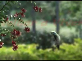 O Despertar / Branca de Neve e o Caçador