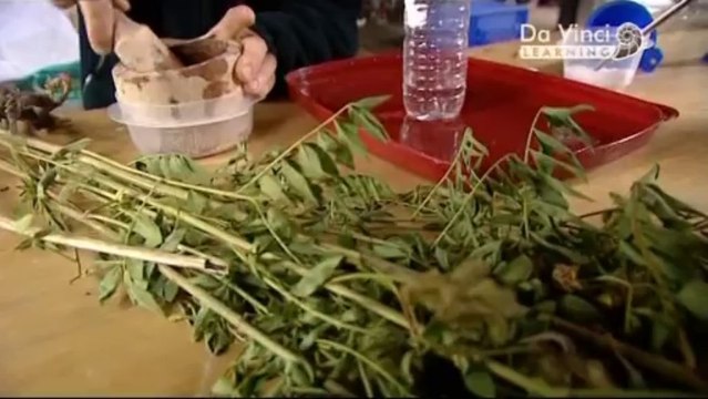 Дикая наука. Безопасность