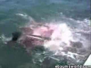 Attaque De Requin Poisson Péché