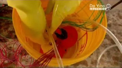 Дикая наука. Маяк
