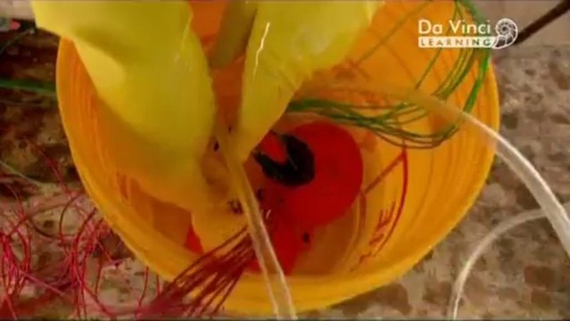 Дикая наука. Маяк