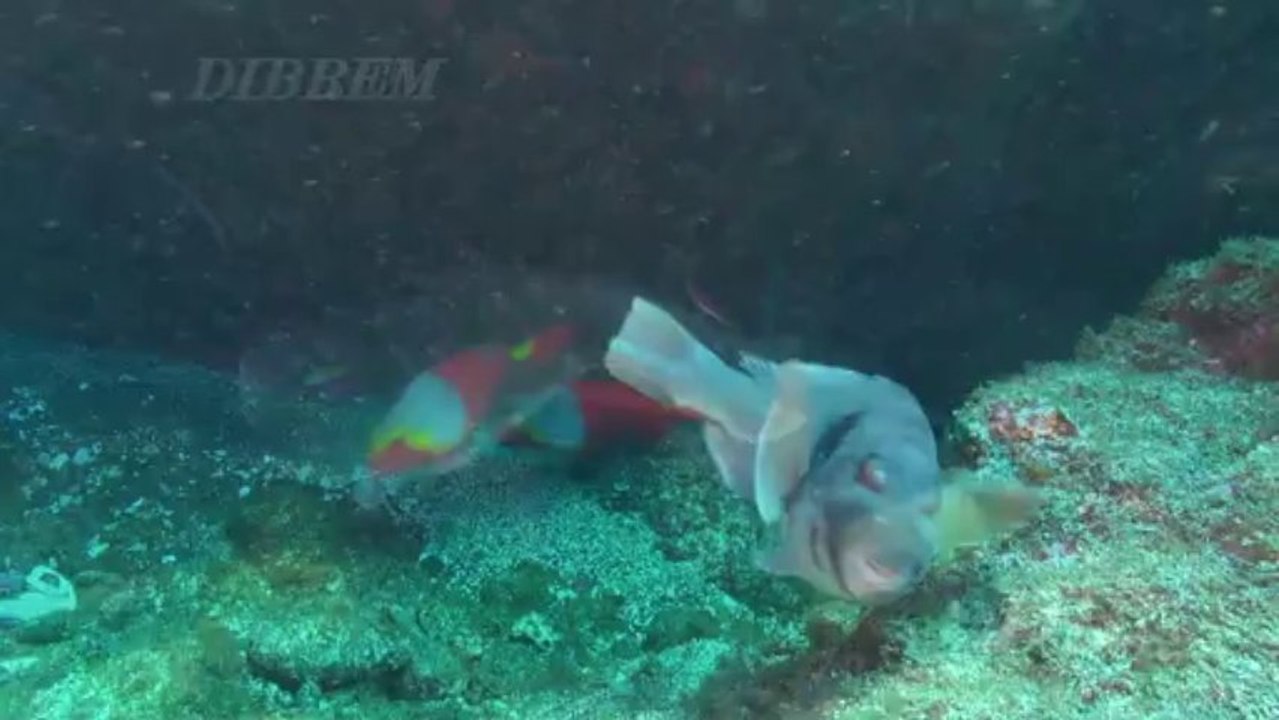 Açores 1 L ile de PICO et ses raies pastenagues