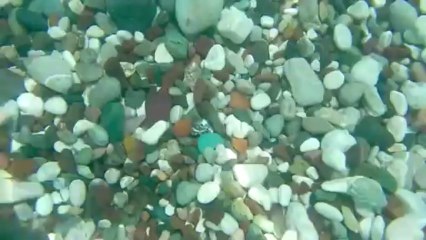 Underwater footage 7 - Free HD stock footage