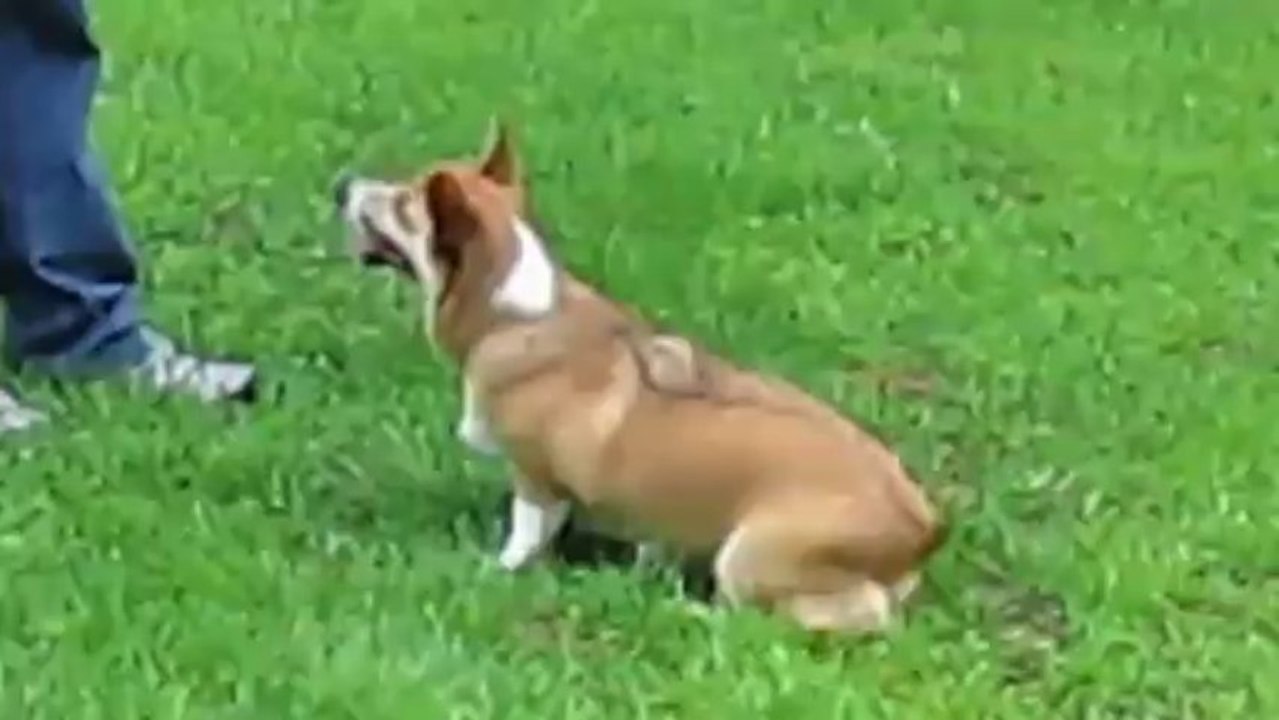 Watson Plays Fetch