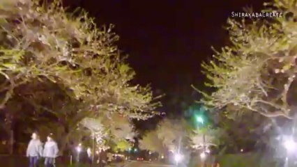 Cherry trees lining the Ono River, Hokkaido, Japan