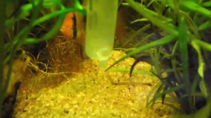 Video alevins ramirezi 2