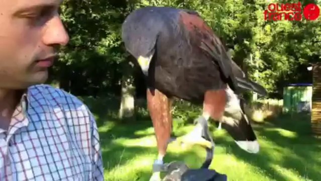 La fauconnerie, une autre approche de la chasse - Les fauconniers présentent leur art ce week-end à la fête de la chasse.