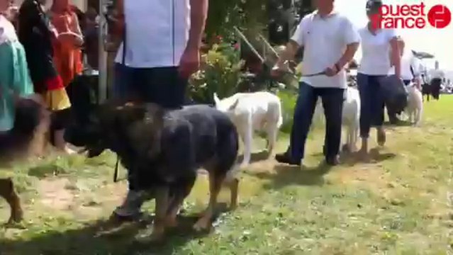 Fête de la chasse - Le chien en vedette