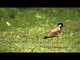 Red-wattled Lapwing (Vanellus indicus)