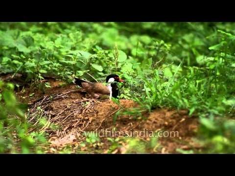 Red-wattled Lapwing sitting on its eggs