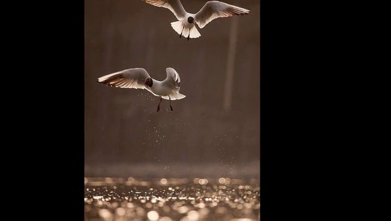Le Zen !