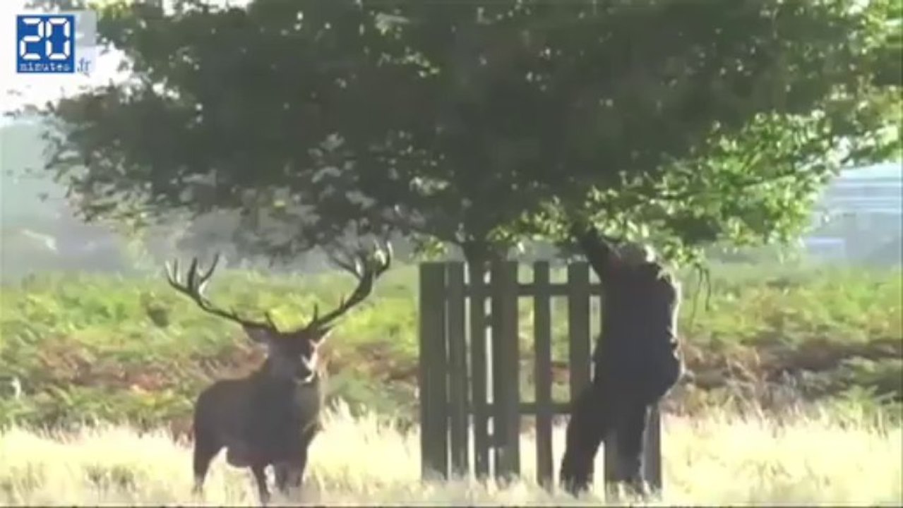 Zapping: Ces animaux qui ont fait rire le Web en 2012