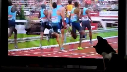 zorro et la télé 002