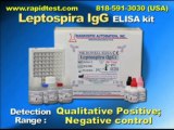 Leptospira IgG ELISA kit