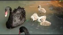 лебядиные игры