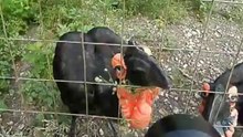 кафский ворон и объектив
