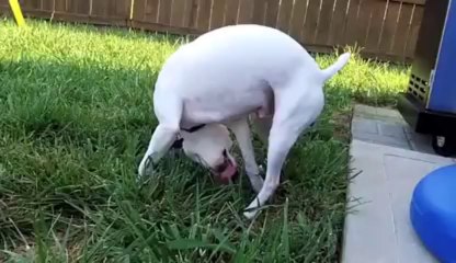 Un chien boit sa pisse