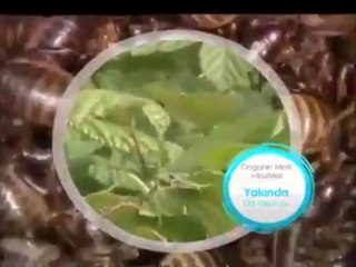 Doğanın Minik Misafirleri 15 Ekim Pazartesi 15.25'te TRT Okul'da