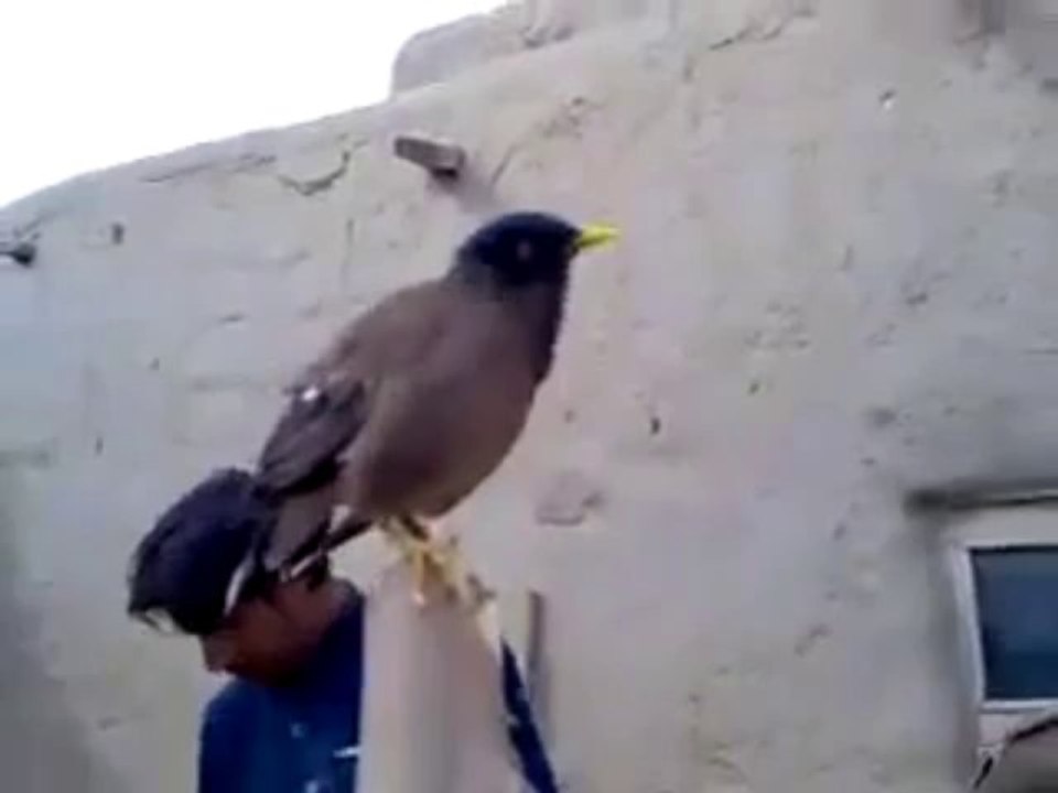 Un oiseau pleure comme un bébé