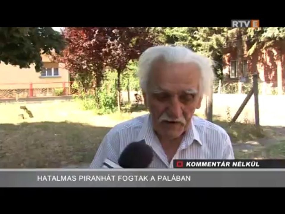 Kommentár Nélkül Hatalmas piranhát fogtak a Palában 2013.08.05.