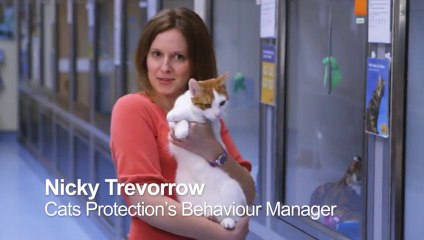 Body language in cats