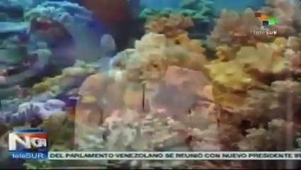 Lecho marino polar, amenazado por el cambio climático