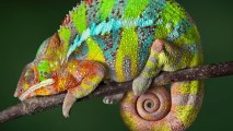 True Facts About The Chameleon