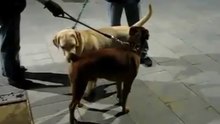 Agresión entre dos perros
