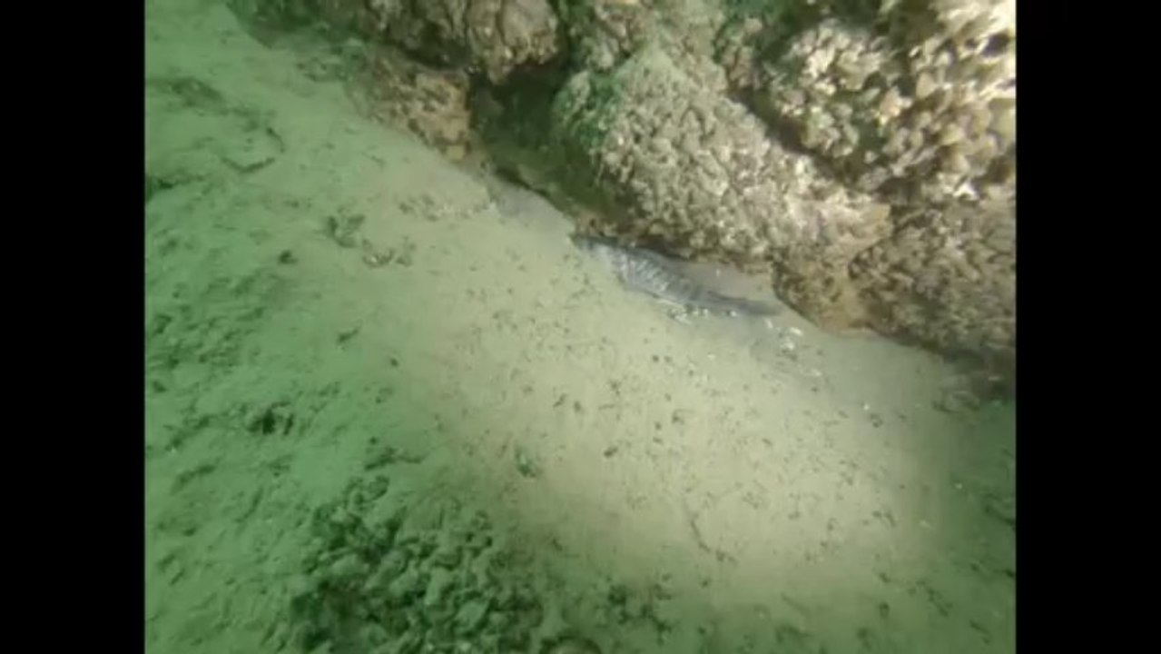 Chatillon-Lac du Bourget-Aout-2013