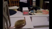 condicionamiento operante - muestra los ciclos recompensatorios