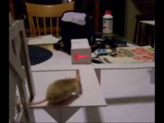 condicionamiento operante - muestra los ciclos recompensatorios