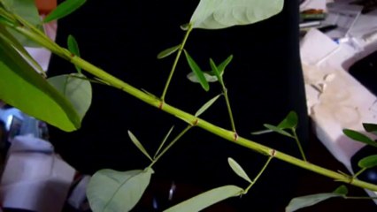 plante qui danse...sur n'importe quoi