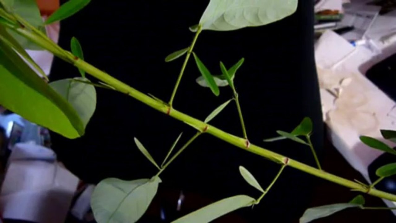 plante qui danse...sur n'importe quoi