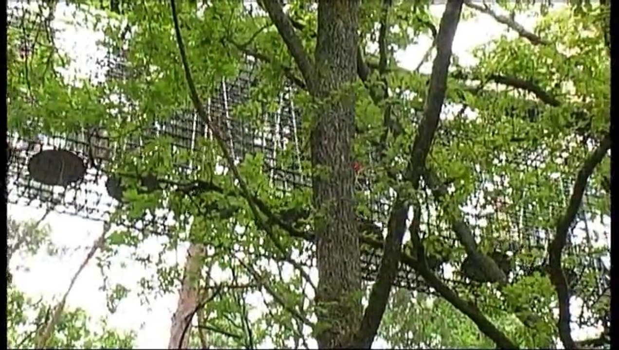 Der Baumwipfelpfad in Fischbach im Pfälzerwald