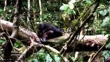 Documental Científica Evolucionista Isabel Behncke. NuestrosPrimos Hermanos los Bonobos. ATEÍSMO.