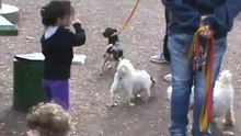 Educacion canina - Bruno