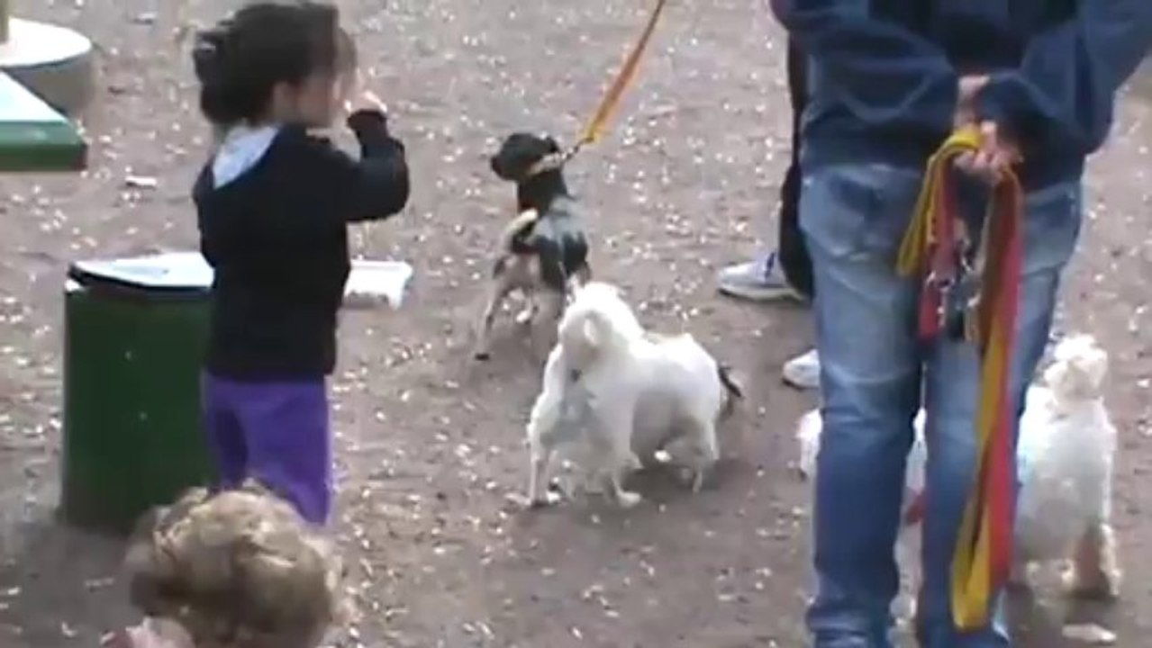 Educacion canina - Bruno