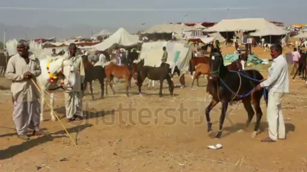 Rearing Horse