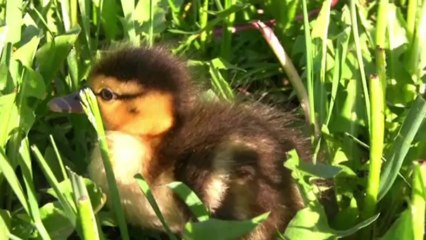 True Facts About The Duck