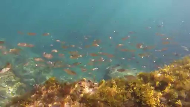 Gopro poisson dans l'eau à calpé espagne (fish in water)