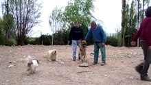 EL JUEGO QUE TERMINO EN PELEA DE PERROS