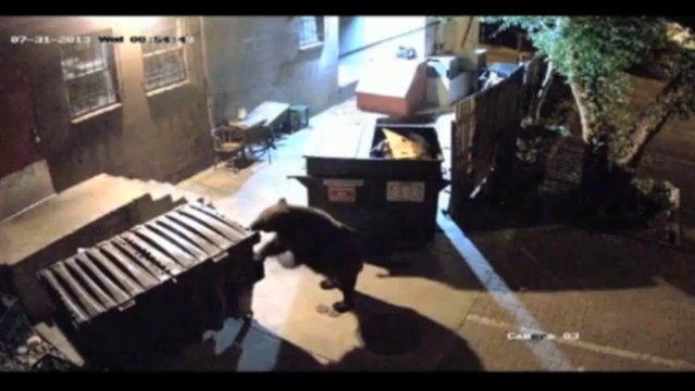 Un ours vole les poubelles d'un restaurant
