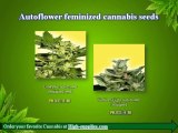 Autoflower feminized cannabis seeds at High-supplies