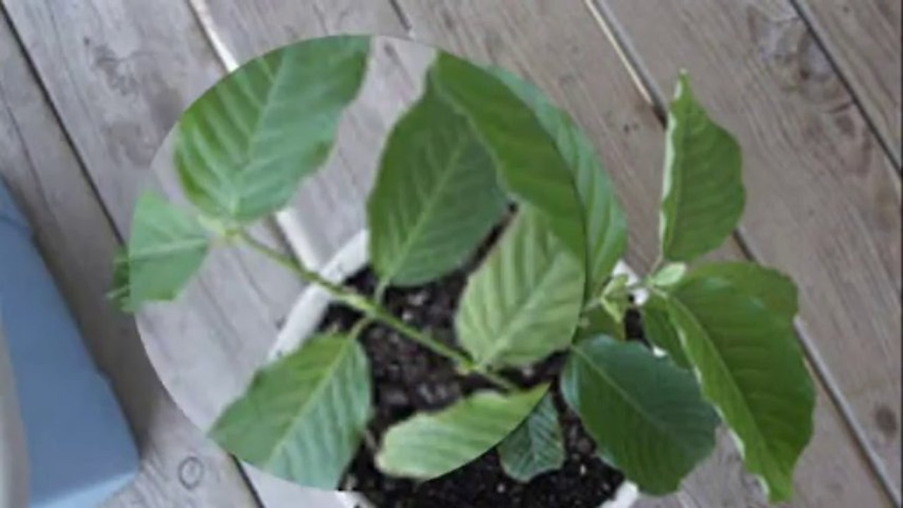 Purchase Kratom Online