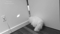 A cat chases light... So dumb cat!